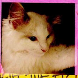 katedrecords's profile picture. Brand new record label launching in 2013. Indie/Folk/Electro. Taking submissions now.