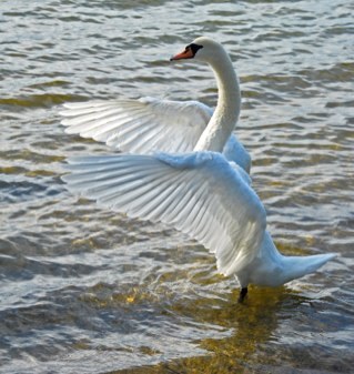 bobledges's profile picture. 