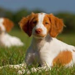 bissilvia's profile picture. 