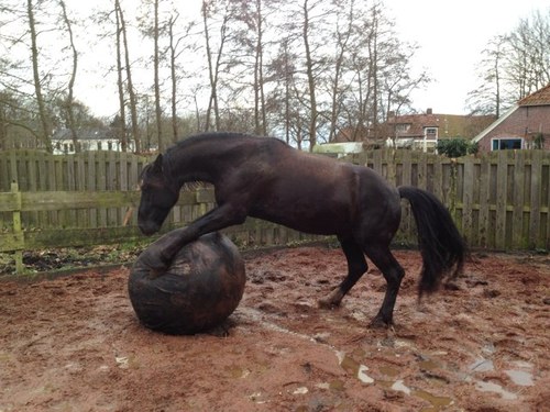 monocraat's profile picture. Trailerloading expert.