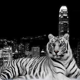 CallRockte's profile picture. 