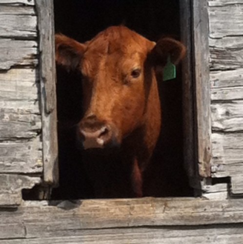 4th generation family ag operation managing our land and livestock in a sustainable manner to produce high quality purebred Red Angus seed stock genetics