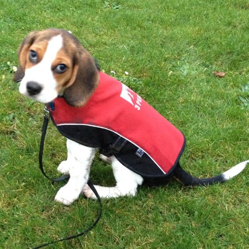 Physical prep coach working with British Canoeing. Formerly GB speed skating, British cycling, and Sport Wales. Naughty beagle owner