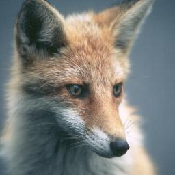 Joska_Apachee's profile picture. 