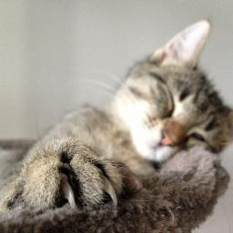 LittleMoTheCat's profile picture. Mo is een ondeugende kater met zijn eigen Youtube kanaal met zijn eigen filmpjes. Volg deze twitter en blijf op de hoogte van updates!