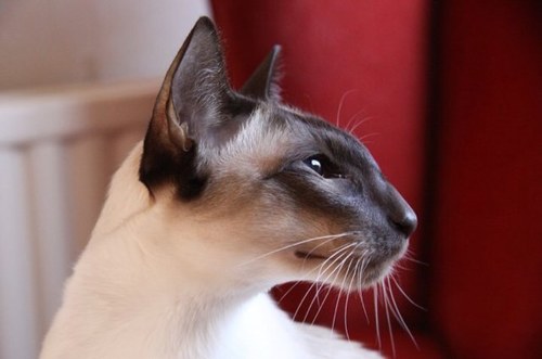 Mikeyh68's profile picture. 