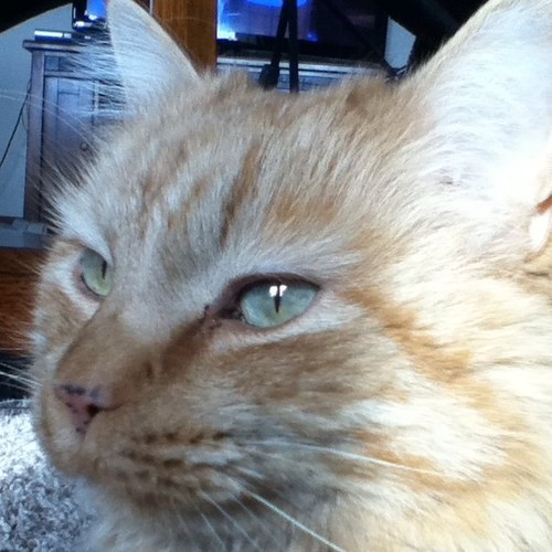 Snugglecat0's profile picture. Tweet like that guy you know