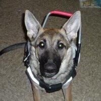 Service Dog Sakari (@sd4charlene) 's Twitter Profile