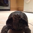 carol townsend - @cannt525 - Twitter