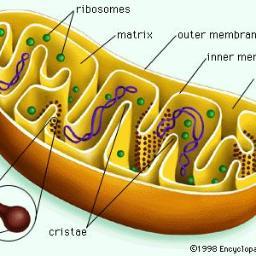 Location of cellular respiration