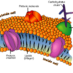 I surround every cell and provide surface area.