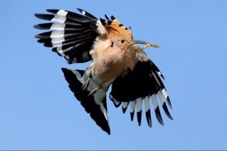 Please report all Hoopoe sightings in the UK to us, you can follow too! All we need is location and date.