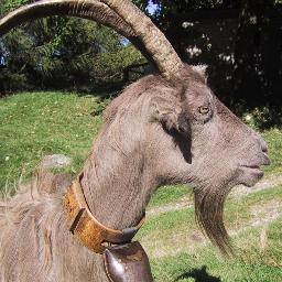 Capre che non crepano a causa di un'errata collocazione in relazione a una panca. Conturbate dalla barba di Giannino, figlie spirituali di Sgarbi.