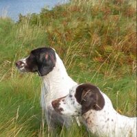 Aoife Dawe (@aoifemdawe) 's Twitter Profile