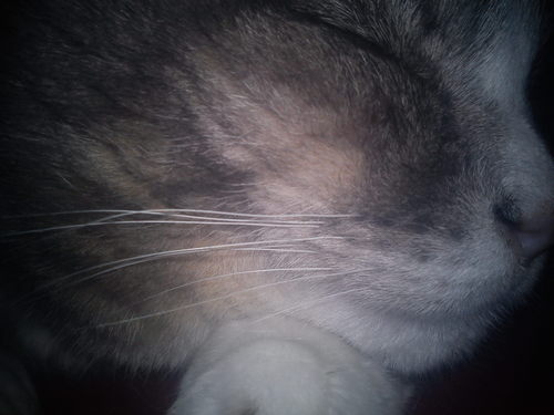 CarolSemin's profile picture. 