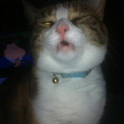 At parties you can find me with the cats. (PARODY ACCOUNT) Im here to make you laugh, I hope my silly tweets make you smile
