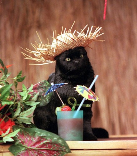 American Shorthair cat with no magical powers.