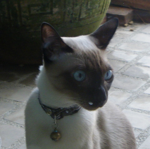 Siamese Chocolat