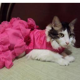 Michitathekitty's profile picture. Michita is a playful kitty, find her on: http://t.co/xF2s6y9o
http://t.co/gXGQ3RHh
http://t.co/YjA3WHpn