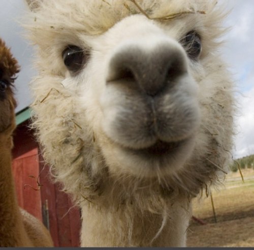 The Dalai Llama's hairier cousin. 
Having fun sharing 
wisdom, enlightenment, wellbeing
 to all you Sillypeeps