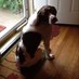 Amy Butler (@cricket54321) Twitter profile photo Amy Butler (@cricket54321) Twitter profile photo