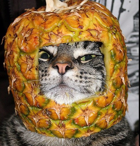 Slayin bitches an smokin trees . MEOW