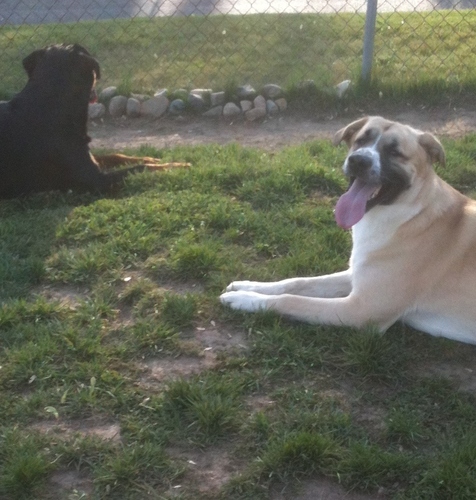We love to play dog Frisbee, rottweiler soccer, rottweiler football, and dog tug-o-war. Watch our videos! Like us!