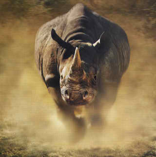 Rhinoceros Horn