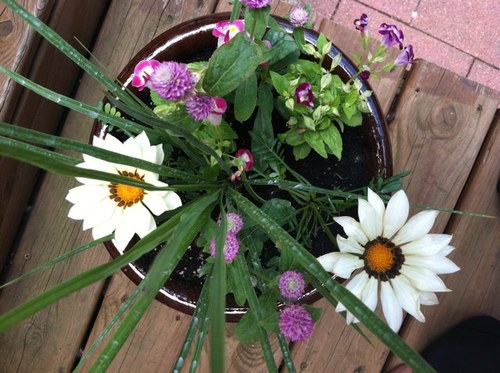 lilpigscanfly's profile picture. 