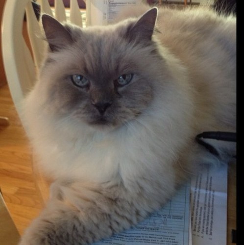I am Yoda Cat. Follow me, you may! Mommy calls me Mr. Demandy Pants and Mr. Fluffy Pants and other derivatives of Mr. Pants. She's a smarty pants!!