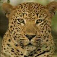 KEVIN (@kevster6971) 's Twitter Profile