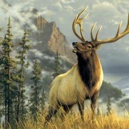 MarkWapiti Profile Picture