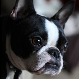 rubythebt's profile picture. March 2009 - June 2019.
Puppy kindergarten dropout. I like bully sticks, my wubba, and sleeping in the people bed.