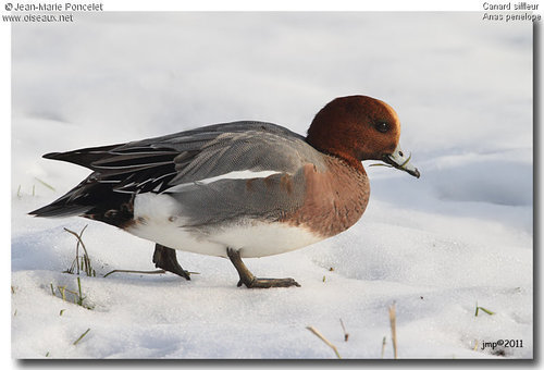 #Chasse #Benelli