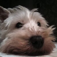 Jonathan Rowell (@jonnytbird) 's Twitter Profile
