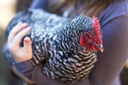 FROM SCRATCH Magazine. A FREE Online Magazine for the Modern Homesteader.