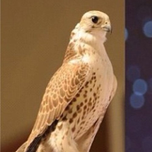 ✨ اذا تبي #رتويت❤ ✨Fօℓℓօω✨ ➥ للحساب ❤ ✨ƦƬ✨ ➥ للاعلاني ارسل تغريدتك ✨لـ @rtq8__24✨ فضلاً ليس امراً ❤ #رتويت ❤ ✨