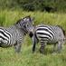 Uganda Safari Portal (@ugandasafariz) Twitter profile photo Uganda Safari Portal (@ugandasafariz) Twitter profile photo
