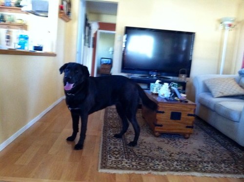 LTheel's profile picture. 