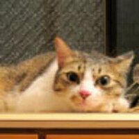 idly (@idly) 's Twitter Profile