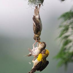 pgdineshp6's profile picture. 