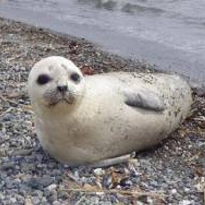 鳩サブレ Midoringopie Twitter