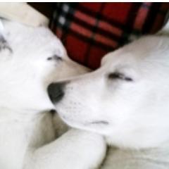 Just Cute Dog & Puppy Pictures We love:D
