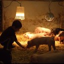 Tammy Steiner - @kidsandpigs - Twitter