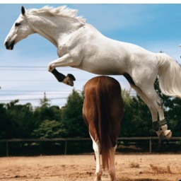 EquestrianMeme's profile picture. Pictures aren't mine unless stated. Y SO SERIOUS? Bringing some humor to Eq Island.