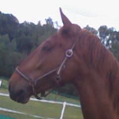 love paarden/ beheerder @MyLitteleAngel/ ik zou mn lieve paardje nooit meer kwijt willen