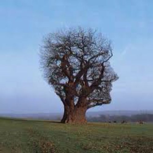 matsu_kichi_'s profile picture. 