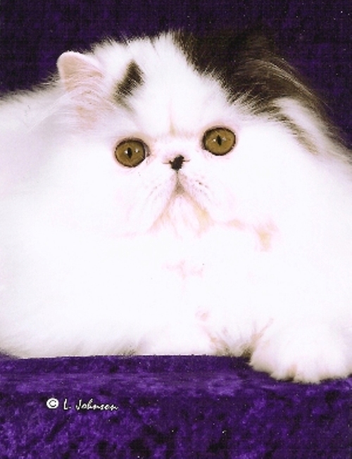 ChiChiBlanco's profile picture. I am a Purrfect little boy looking to help my furball brothers and sisters by raising donations for animal rescue.