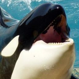 Inna KillerWhaleさんのプロフィール画像