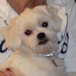 lorischiavone's profile picture. 